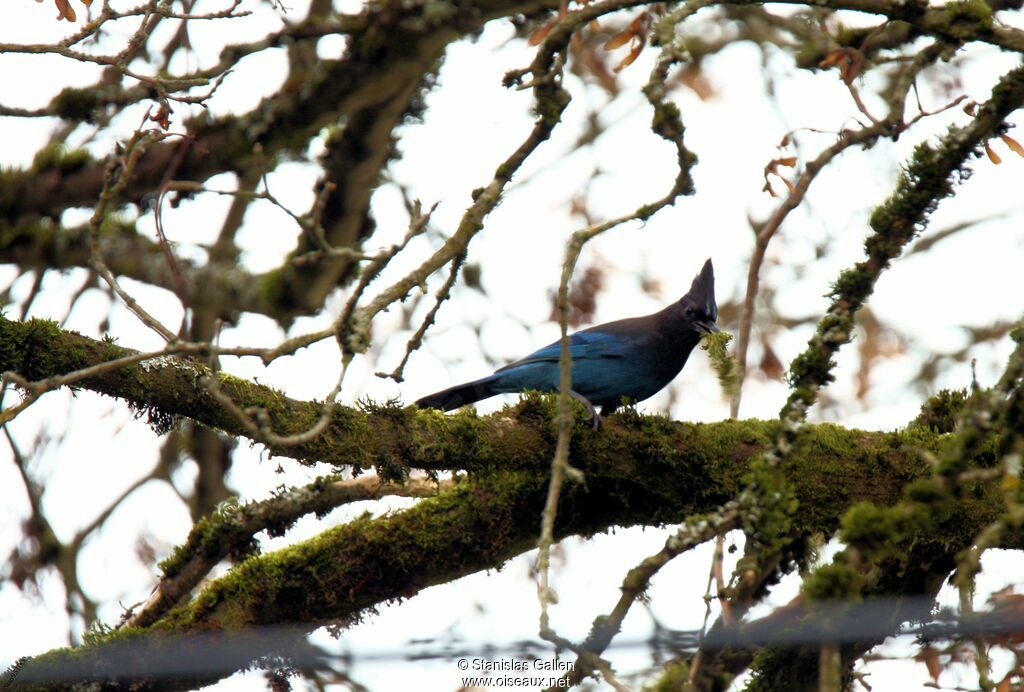 Steller's Jayadult