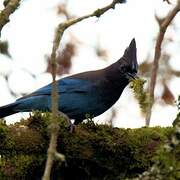 Steller's Jay