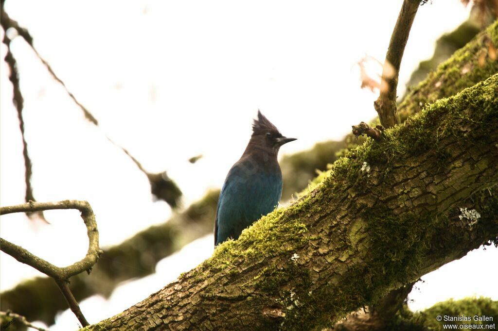 Steller's Jayadult