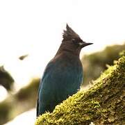 Steller's Jay