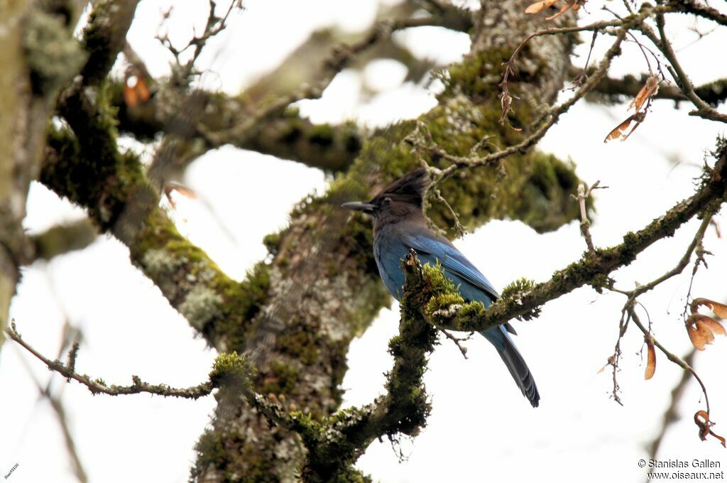 Steller's Jayadult