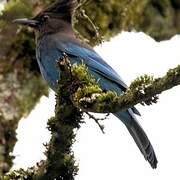 Steller's Jay