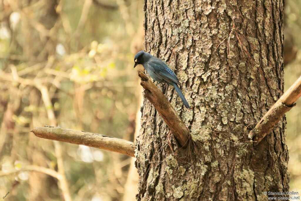 Steller's Jayadult breeding