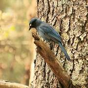 Steller's Jay