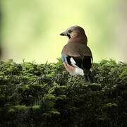 Eurasian Jay