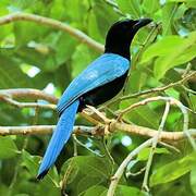 Yucatan Jay