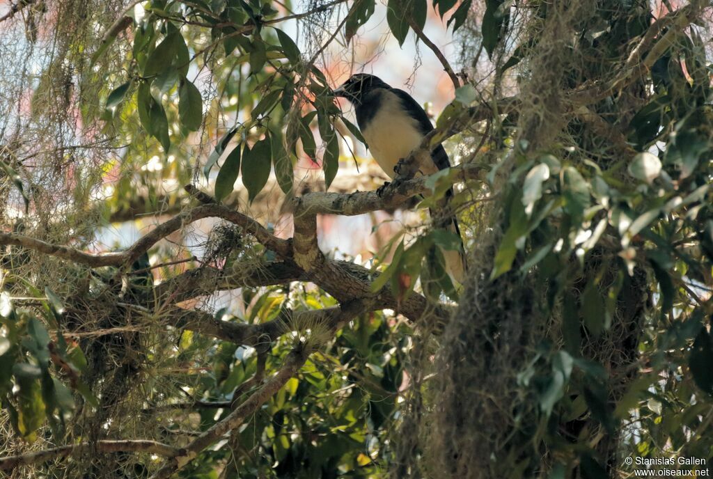 Brown Jayadult breeding