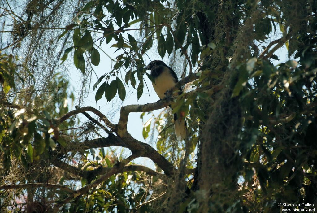 Brown Jayadult breeding