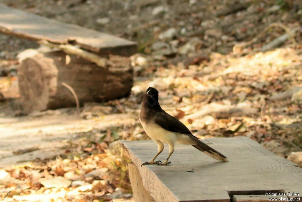 Brown Jayadult breeding