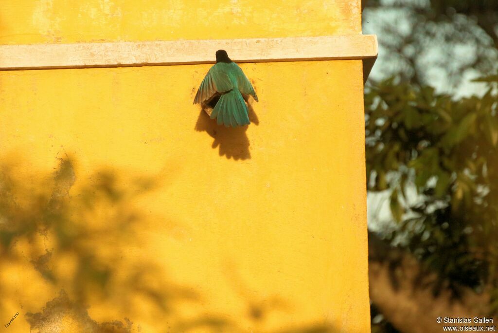 Bushy-crested Jay