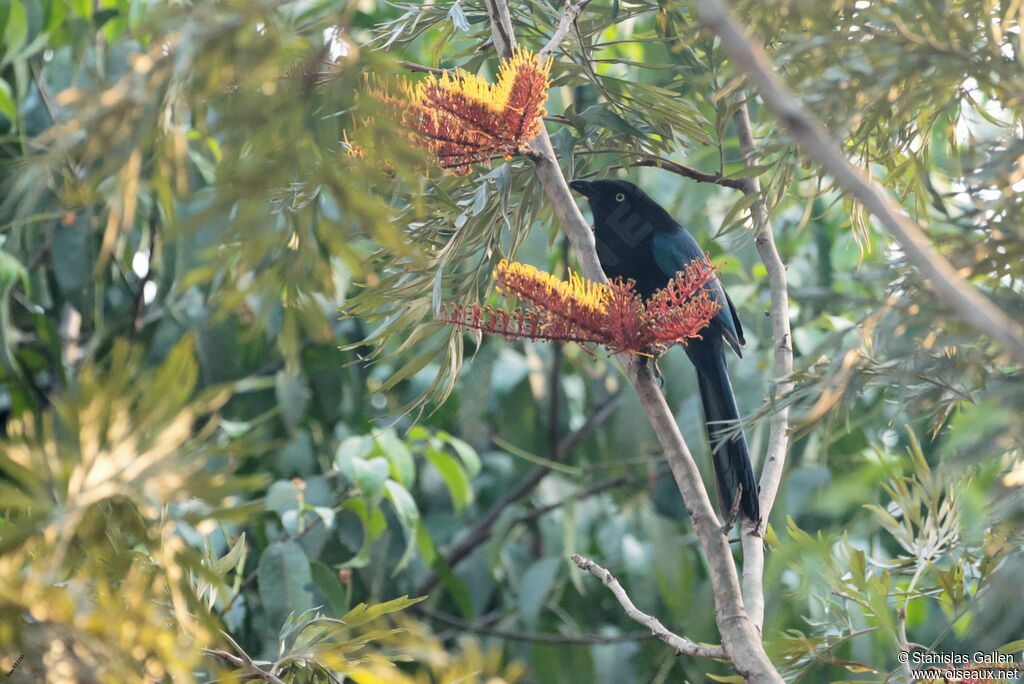 Bushy-crested Jayadult breeding