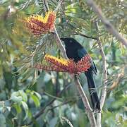 Bushy-crested Jay