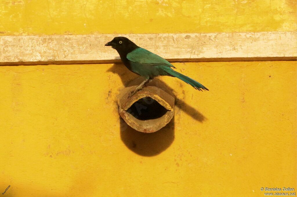 Bushy-crested Jay