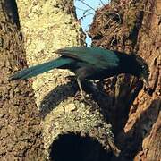 Bushy-crested Jay