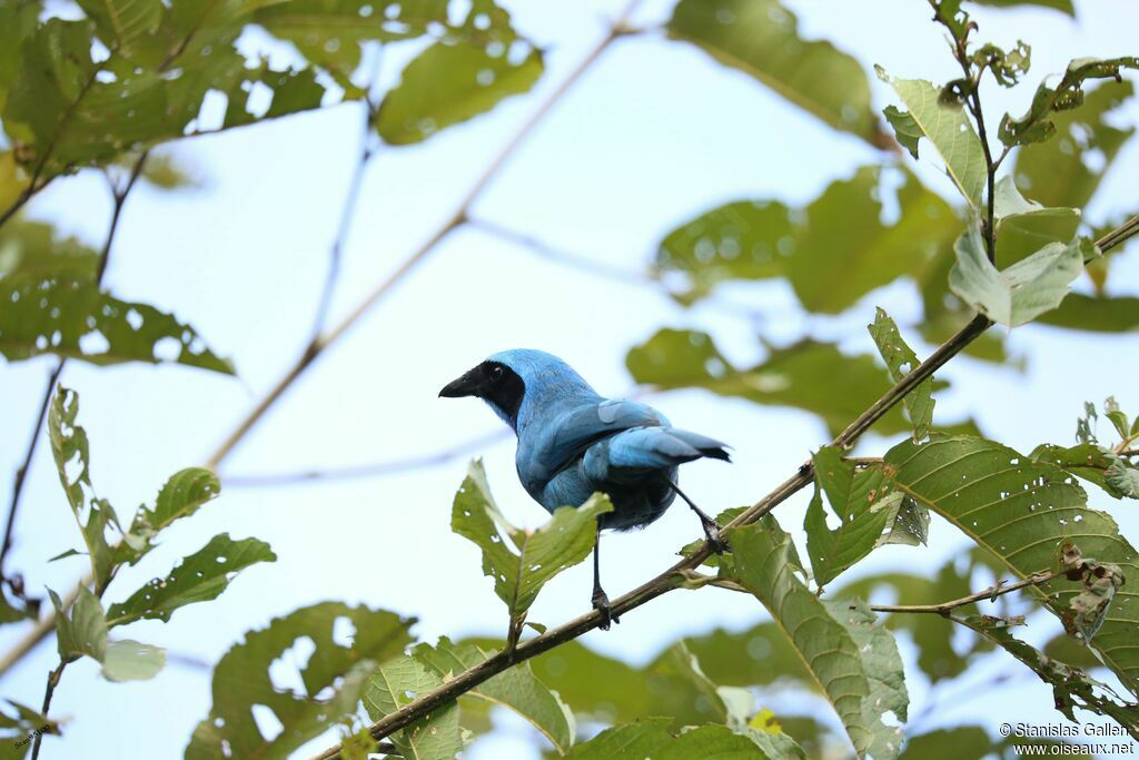 Turquoise Jayadult