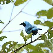 Turquoise Jay