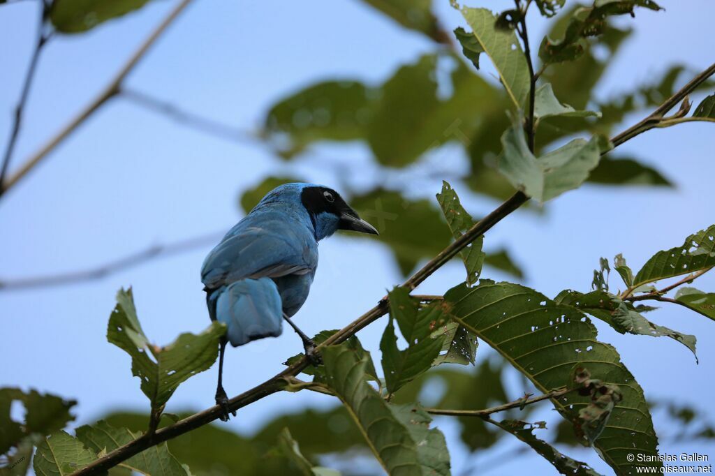 Geai turquoiseadulte