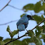 Turquoise Jay