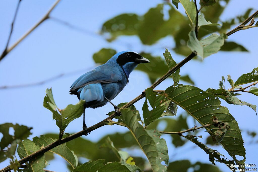 Geai turquoiseadulte