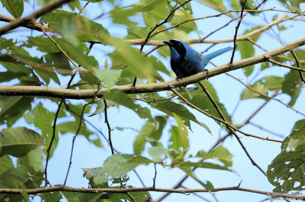 Turquoise Jayadult