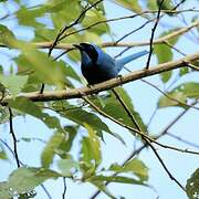 Turquoise Jay