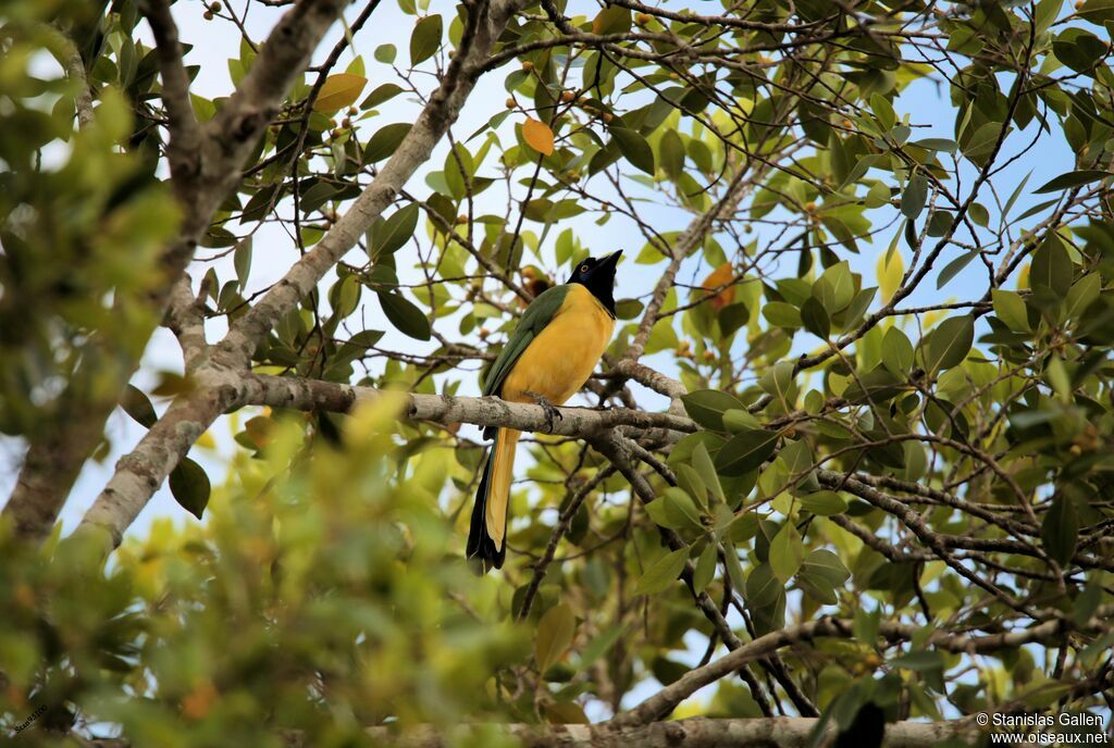 Inca Jayadult breeding