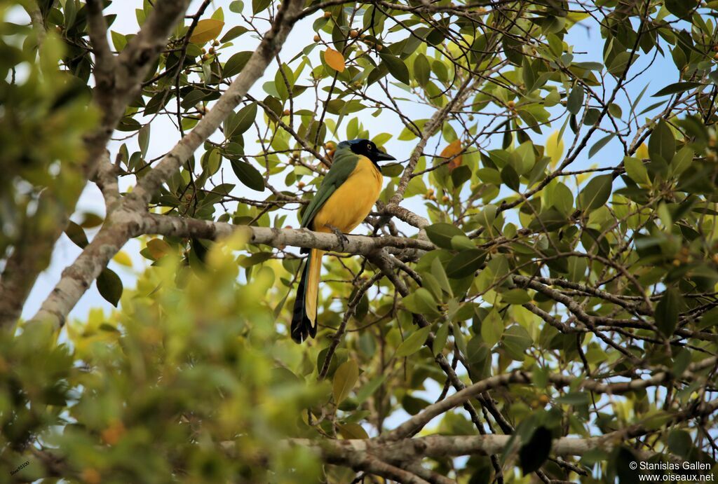 Inca Jayadult breeding