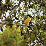 Inca Jay