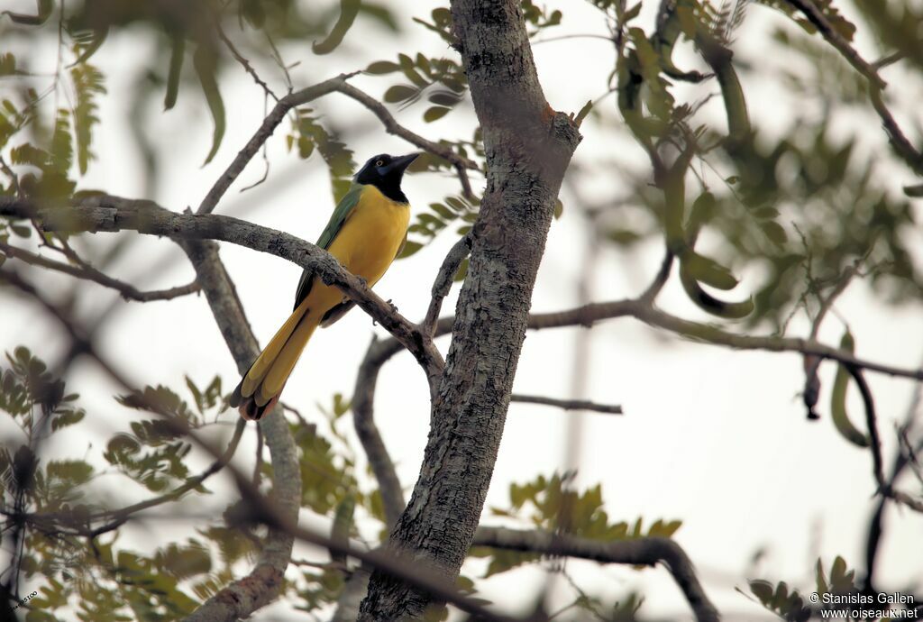 Inca Jayadult breeding