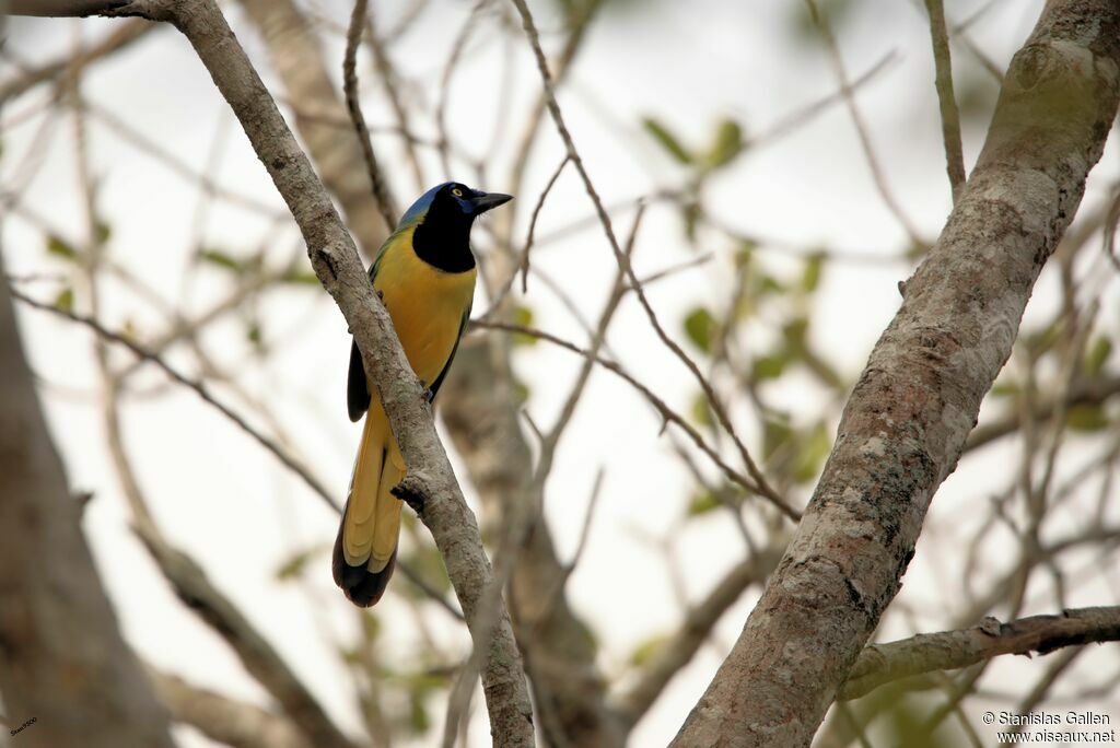 Inca Jayadult breeding