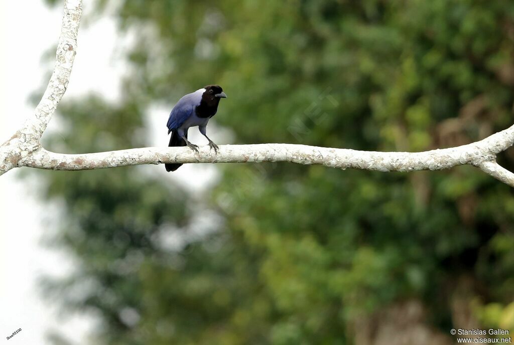 Violaceous Jayadult breeding