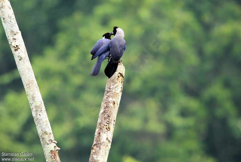 Violaceous Jayadult breeding, courting display