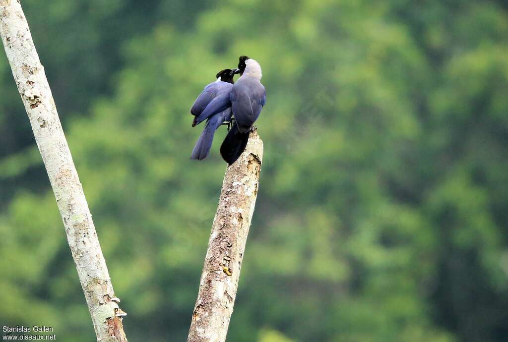 Violaceous Jayadult breeding, courting display