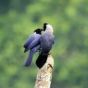 Violaceous Jay