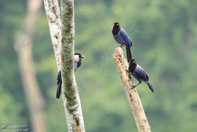 Violaceous Jay, courting display