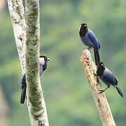 Violaceous Jay