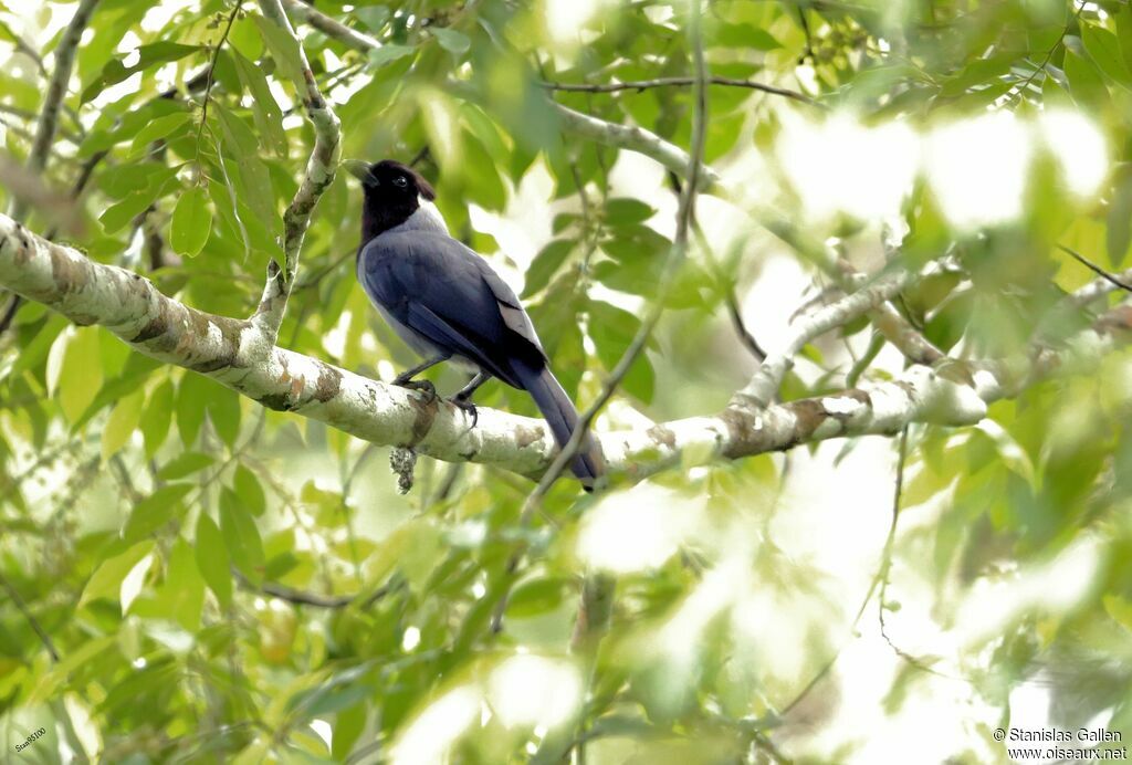 Violaceous Jayadult