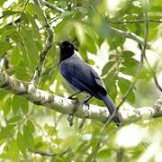 Violaceous Jay