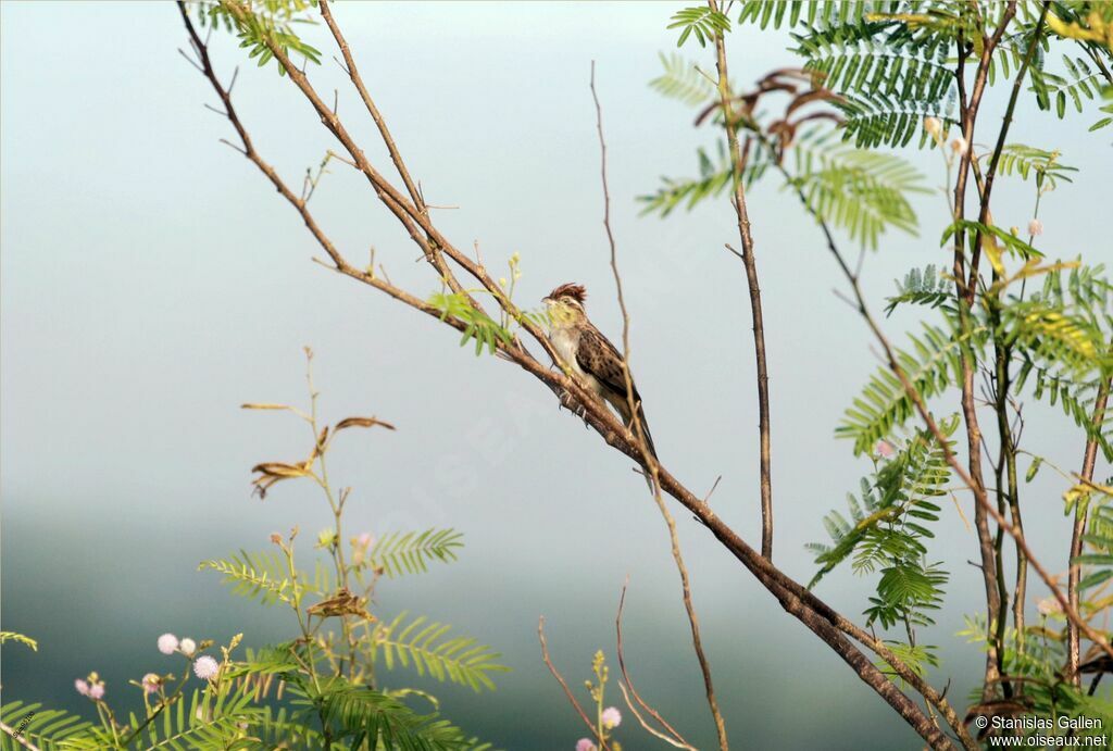 Striped Cuckooadult