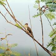 Striped Cuckoo