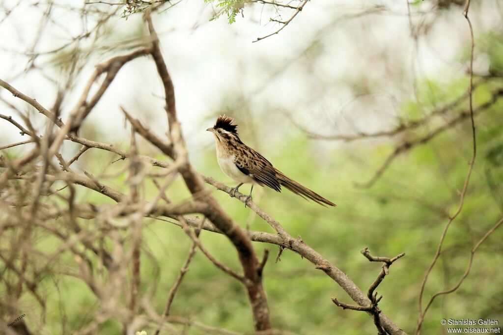 Striped Cuckooadult