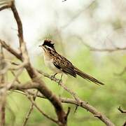 Striped Cuckoo