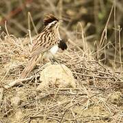 Striped Cuckoo