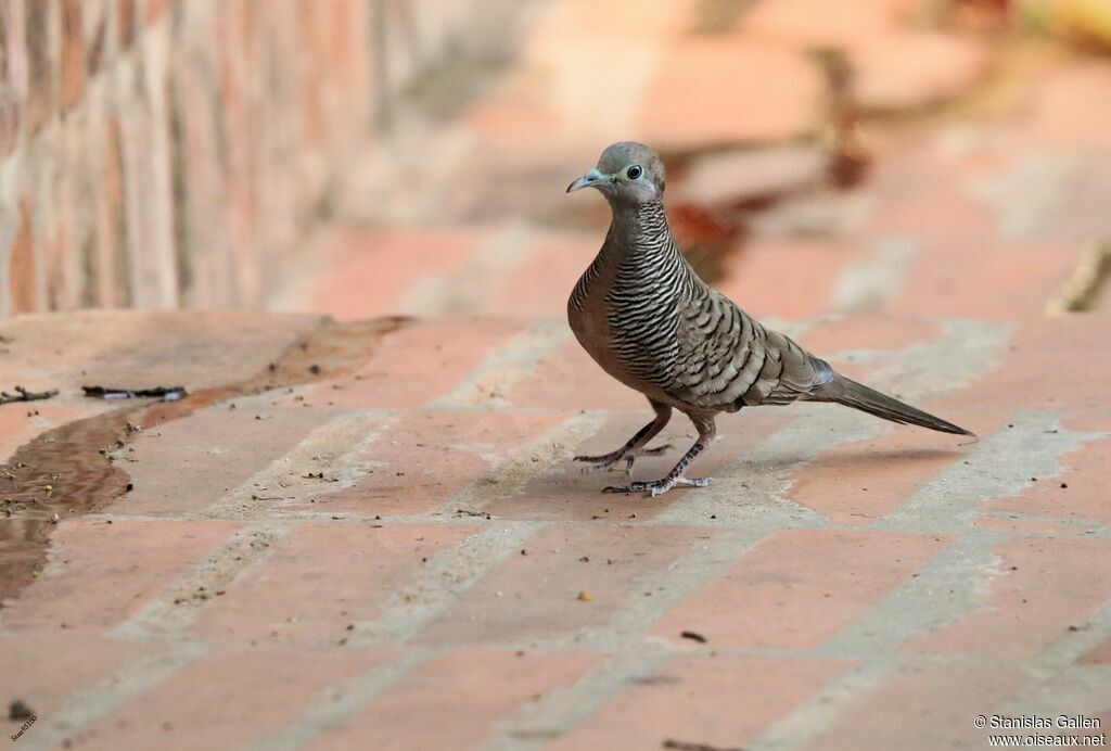 Zebra Doveadult, walking