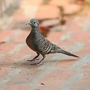 Zebra Dove