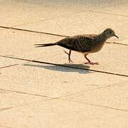 Zebra Dove