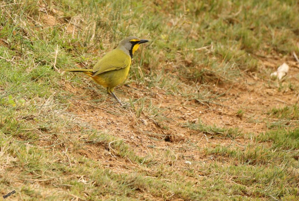 Bokmakierieadult breeding, walking