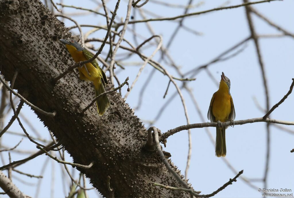 Grey-headed Bushshrikeadult