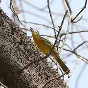 Grey-headed Bushshrike