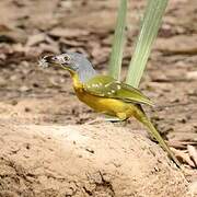 Grey-headed Bushshrike